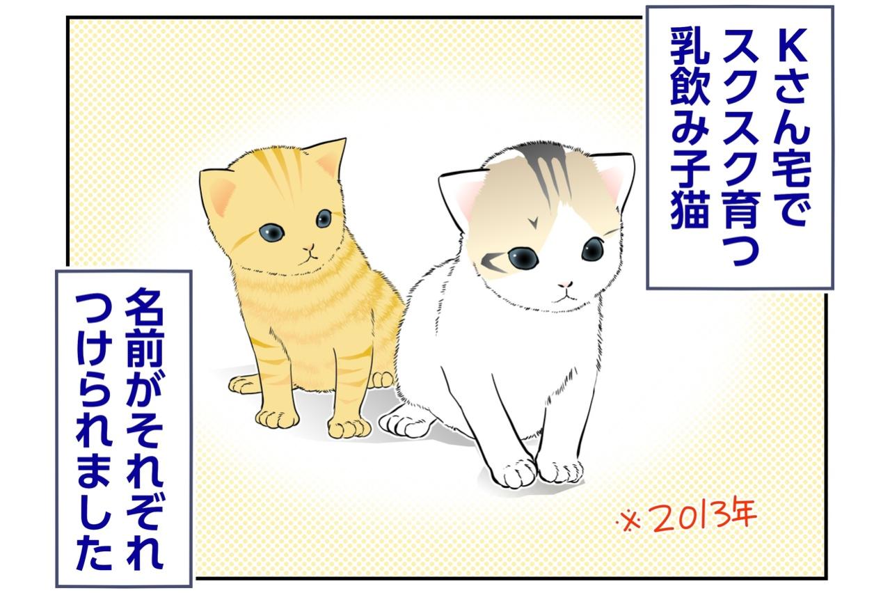 【マンガ・老猫日誌＃136】白キジはコロン、茶トラはリオンと名づけられて〜思い出の老猫日誌・桃姐と小論