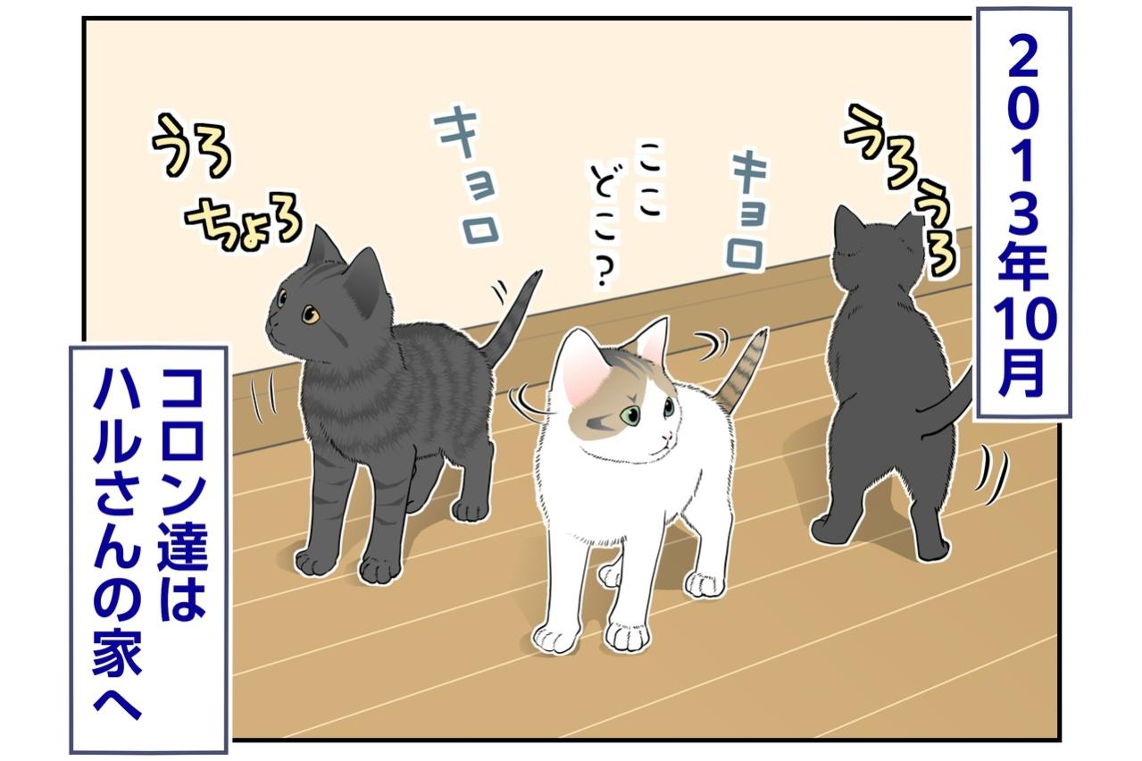 【マンガ・老猫日誌＃142】お引っ越し初日も、子猫達はマイペース〜思い出の老猫日誌・桃姐と小論