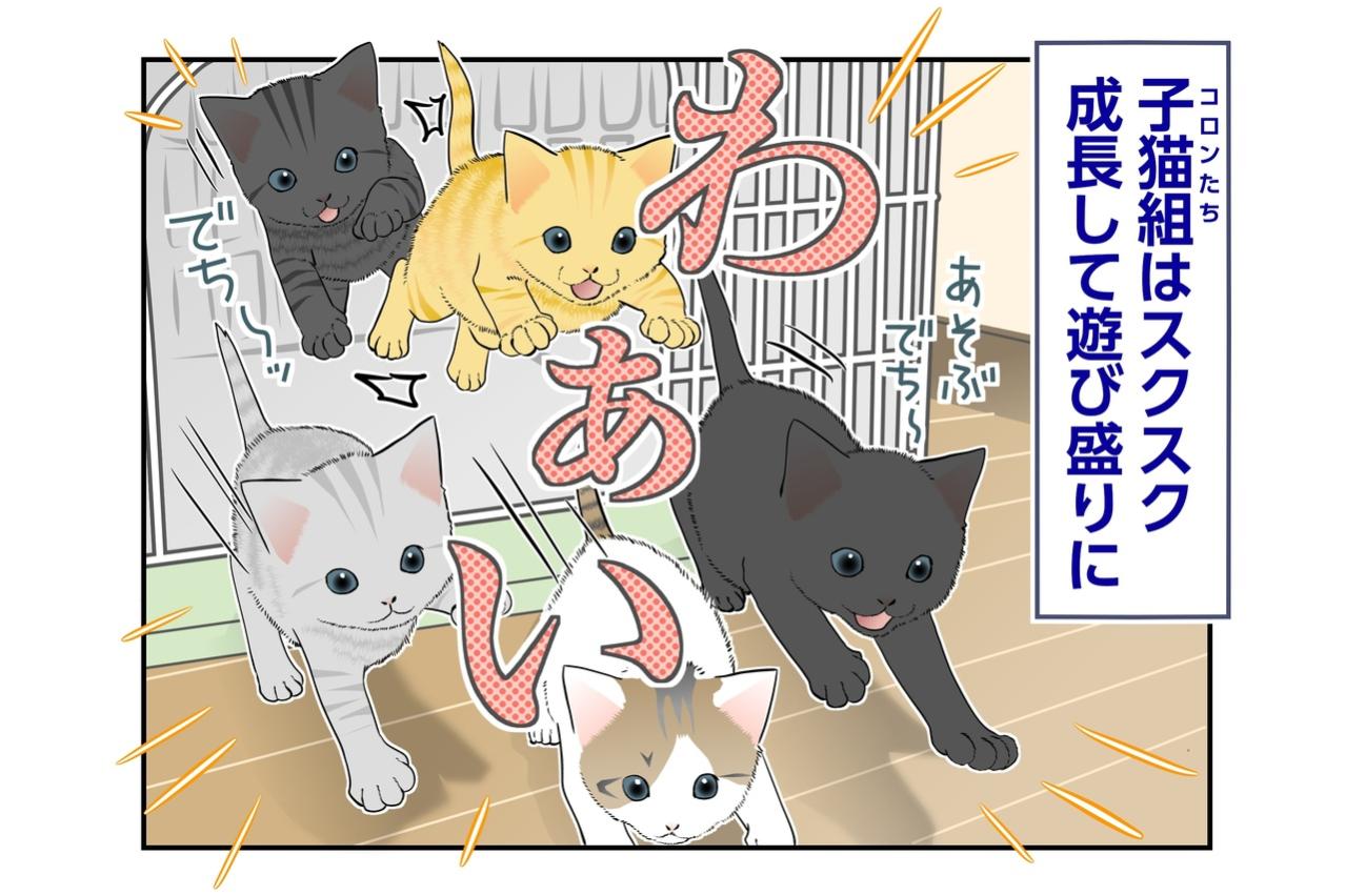 【マンガ・老猫日誌＃138】「今は遊ぶ時間！」コロンの抱っこ作戦は失敗？〜思い出の老猫日誌・桃姐と小論