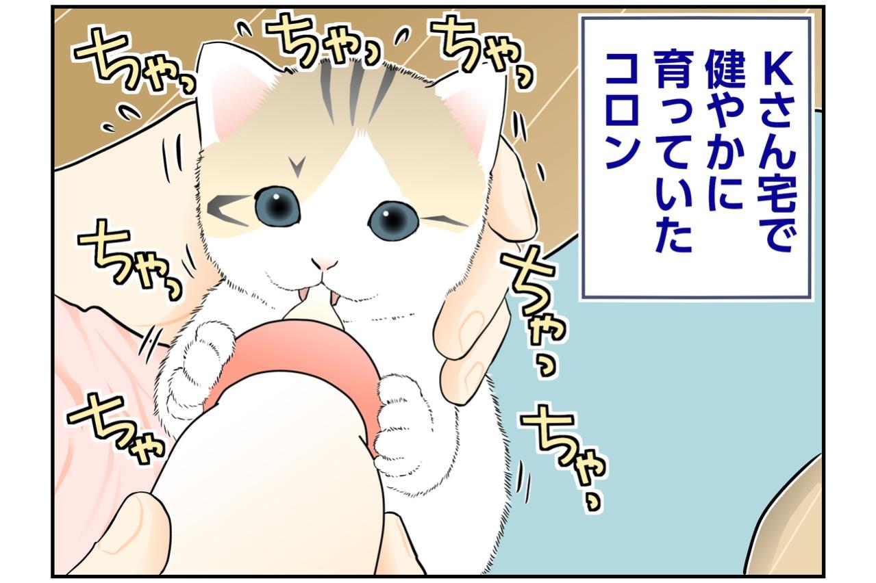 【マンガ・老猫日誌＃137】ミルクのあとは抱っこ！ コロンは甘えん坊〜思い出の老猫日誌・桃姐と小論