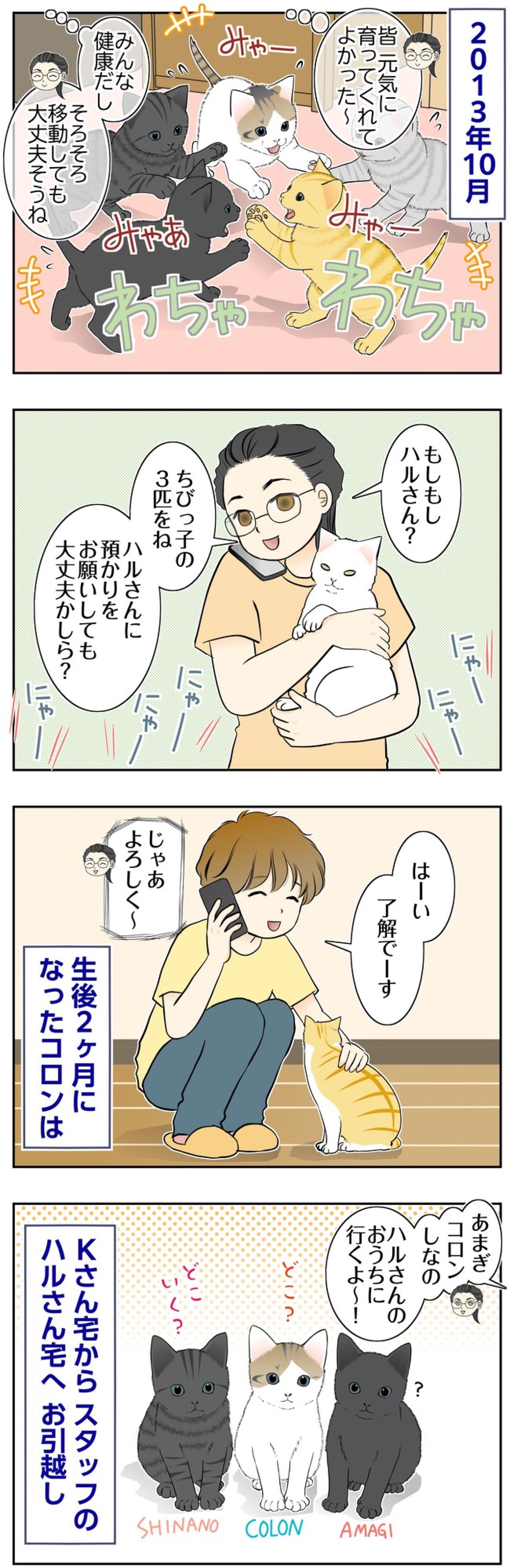 【マンガ・老猫日誌＃140】「次のおうちに行くよ」コロンたち3匹の旅立ち〜思い出の老猫日誌・桃姐と小論（画像2）