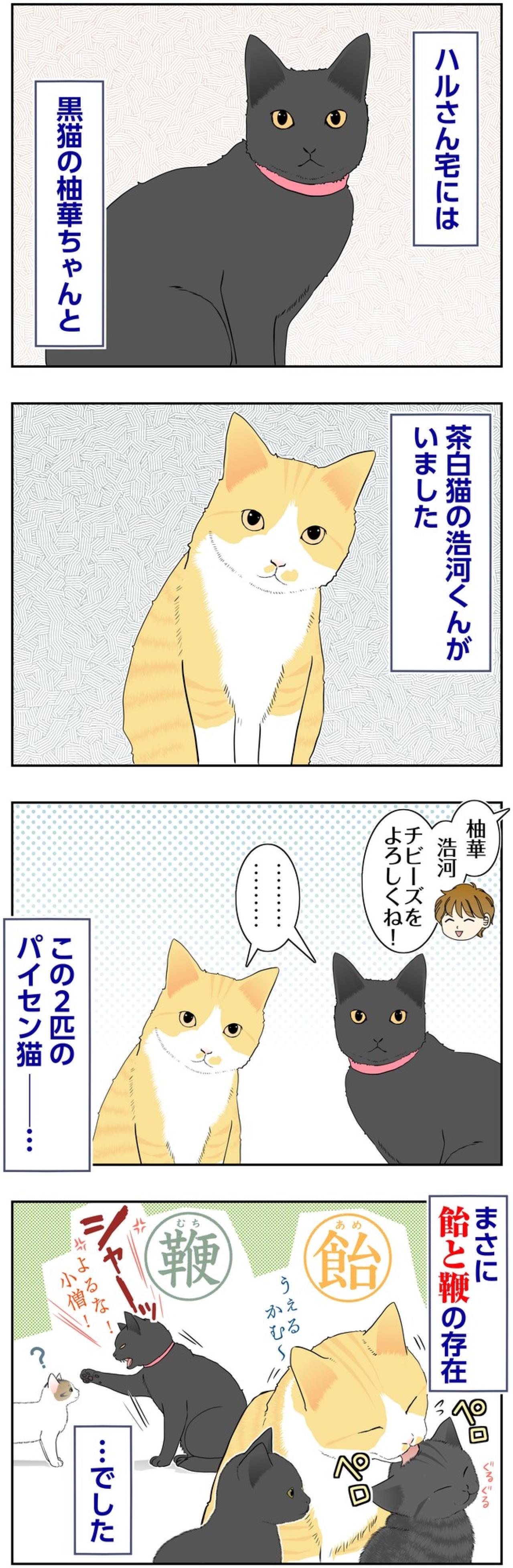 【マンガ・老猫日誌＃143】新しい家の先輩猫は、まさに「飴と鞭」〜思い出の老猫日誌・桃姐と小論（画像2）