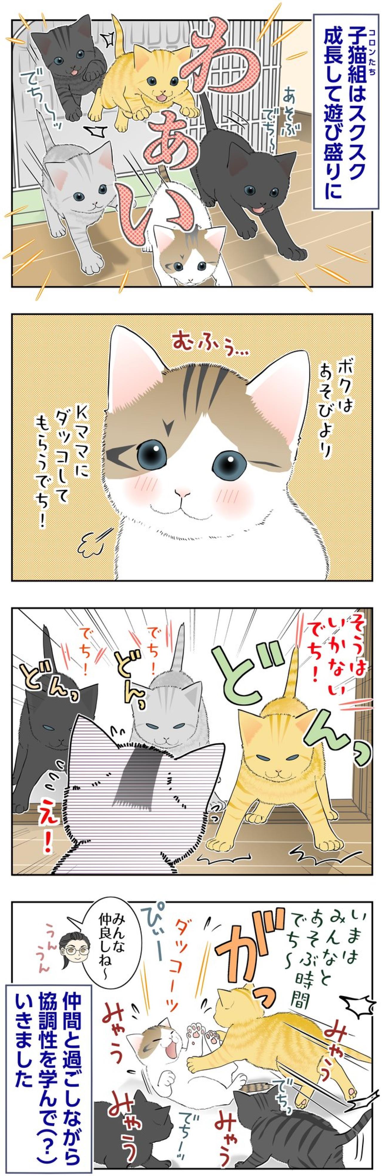 【マンガ・老猫日誌＃138】「今は遊ぶ時間！」コロンの抱っこ作戦は失敗？〜思い出の老猫日誌・桃姐と小論（画像2）
