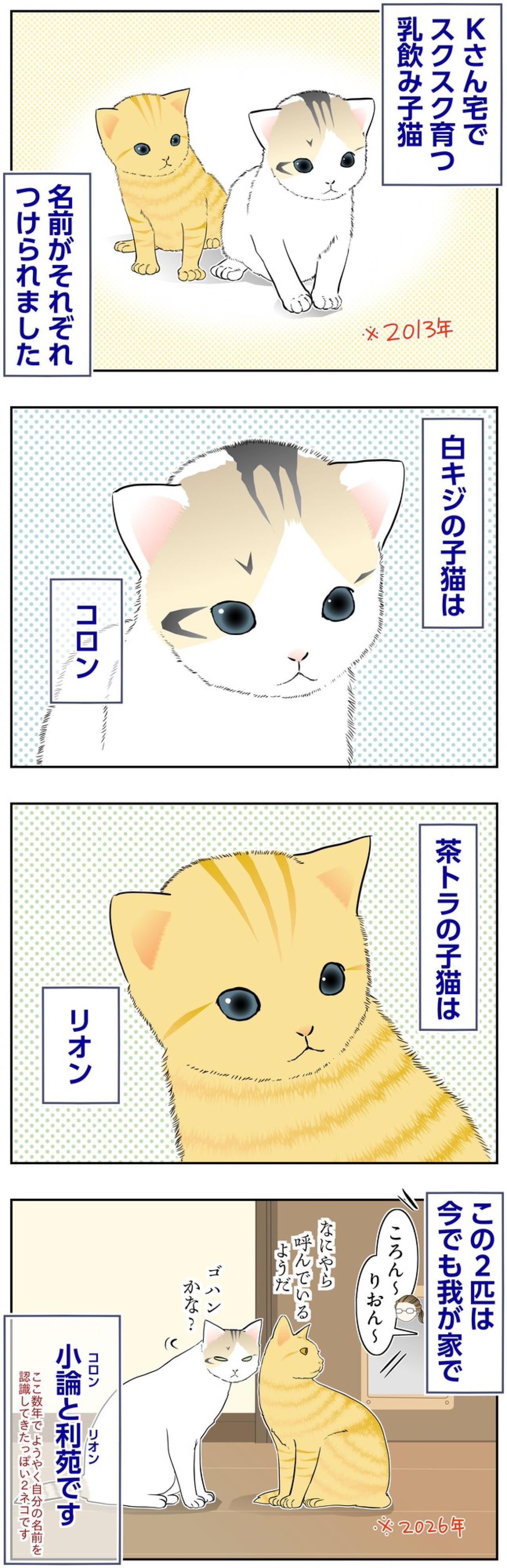 【マンガ・老猫日誌＃136】白キジはコロン、茶トラはリオンと名づけられて〜思い出の老猫日誌・桃姐と小論（画像2）