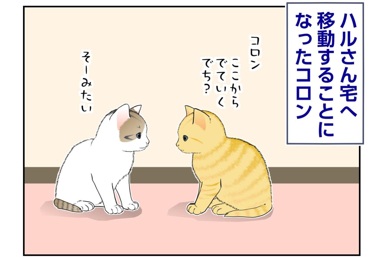 【マンガ・老猫日誌＃141】コロンとリオン、しばしのお別れもにぎやかに〜思い出の老猫日誌・桃姐と小論