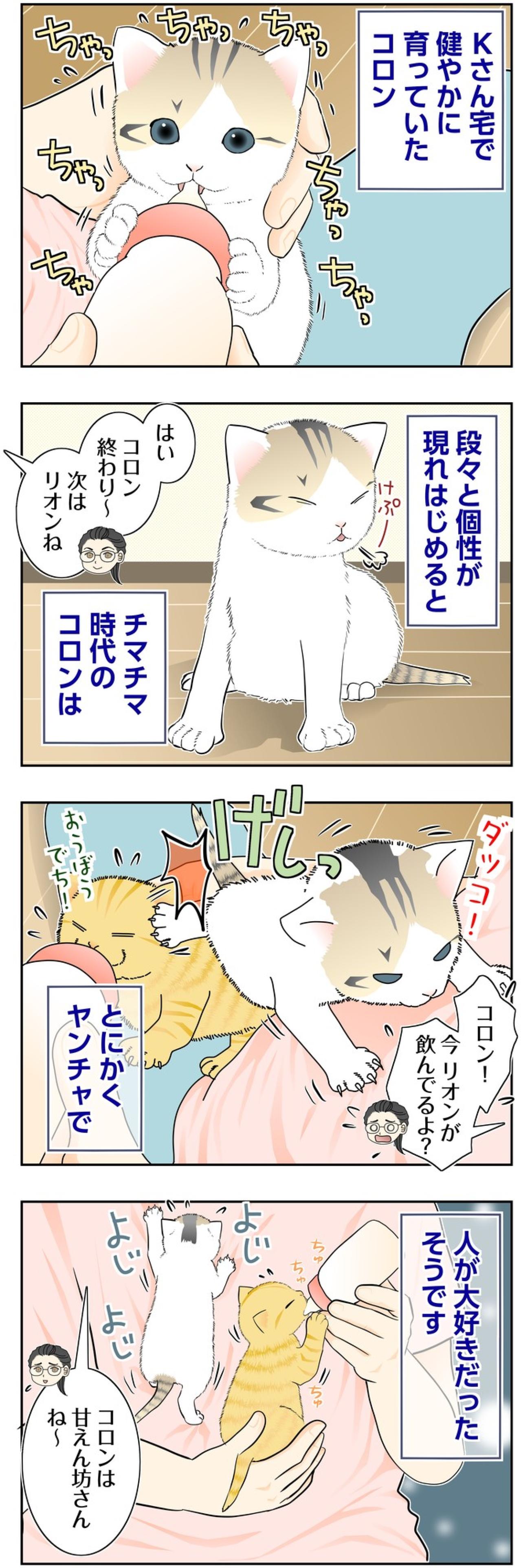 【マンガ・老猫日誌＃137】ミルクのあとは抱っこ！ コロンは甘えん坊〜思い出の老猫日誌・桃姐と小論（画像2）