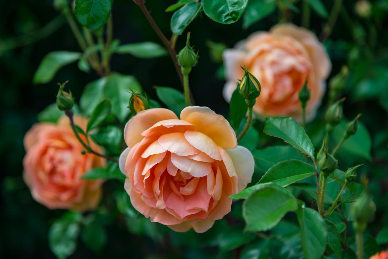 初心者でも育てやすい！秋に香る花と木【8選】キンモクセイなど、庭とベランダで楽しめる植物（画像10）