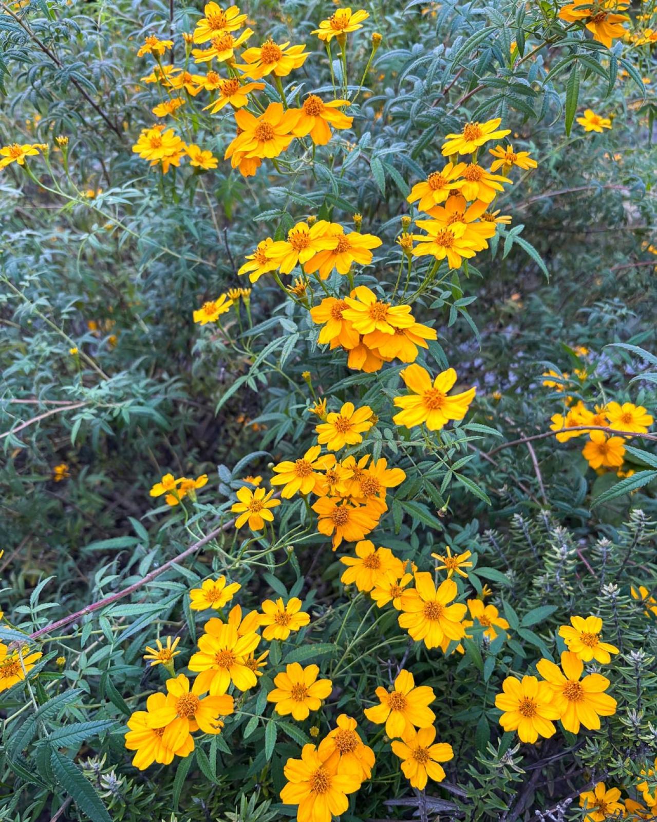初心者でも育てやすい！秋に香る花と木【8選】キンモクセイなど、庭とベランダで楽しめる植物（画像6）