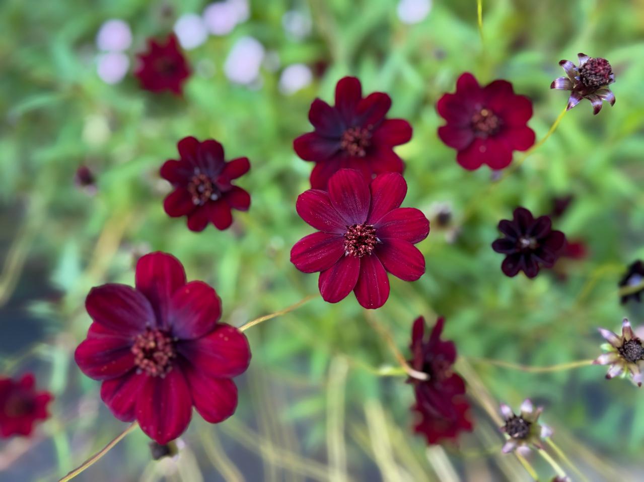 初心者でも育てやすい！秋に香る花と木【8選】キンモクセイなど、庭とベランダで楽しめる植物（画像5）