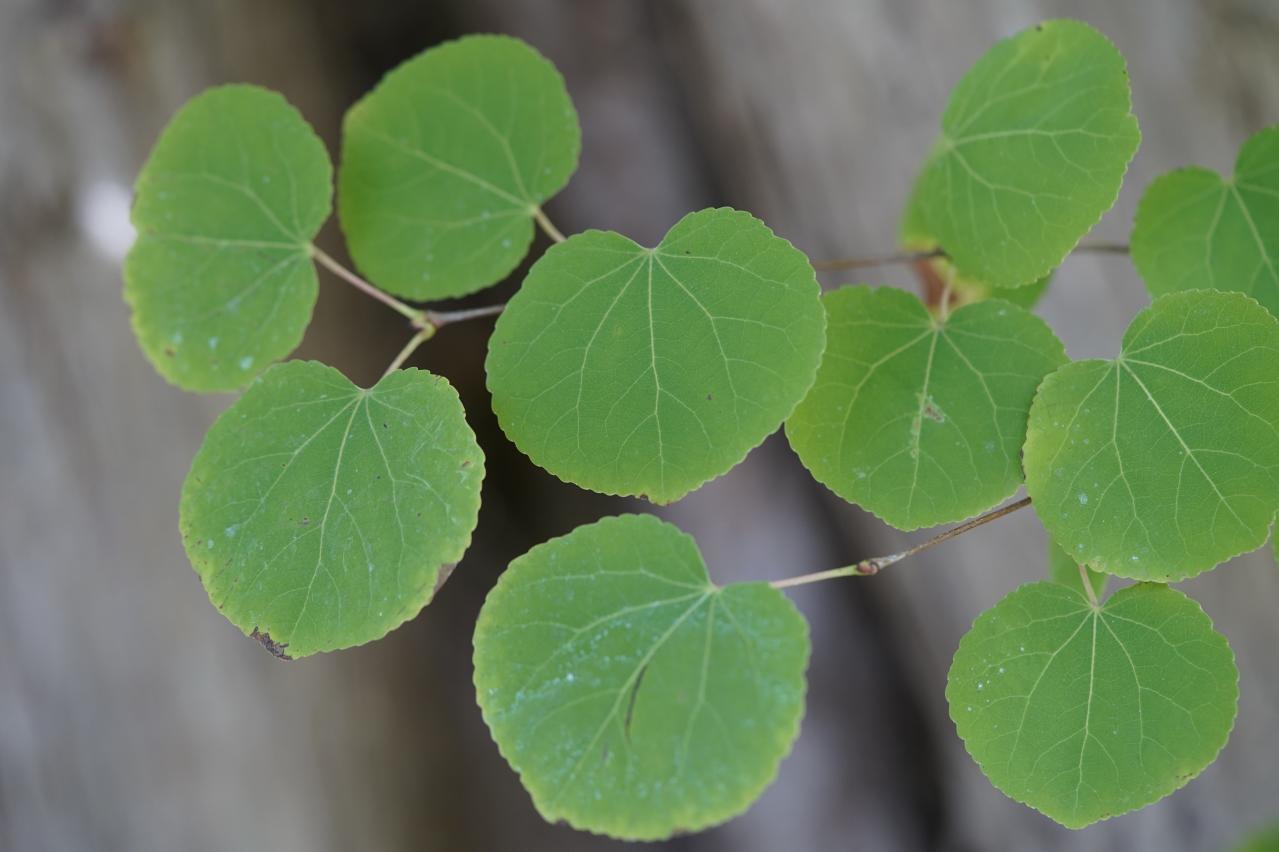 初心者でも育てやすい！秋に香る花と木【8選】キンモクセイなど、庭とベランダで楽しめる植物（画像11）