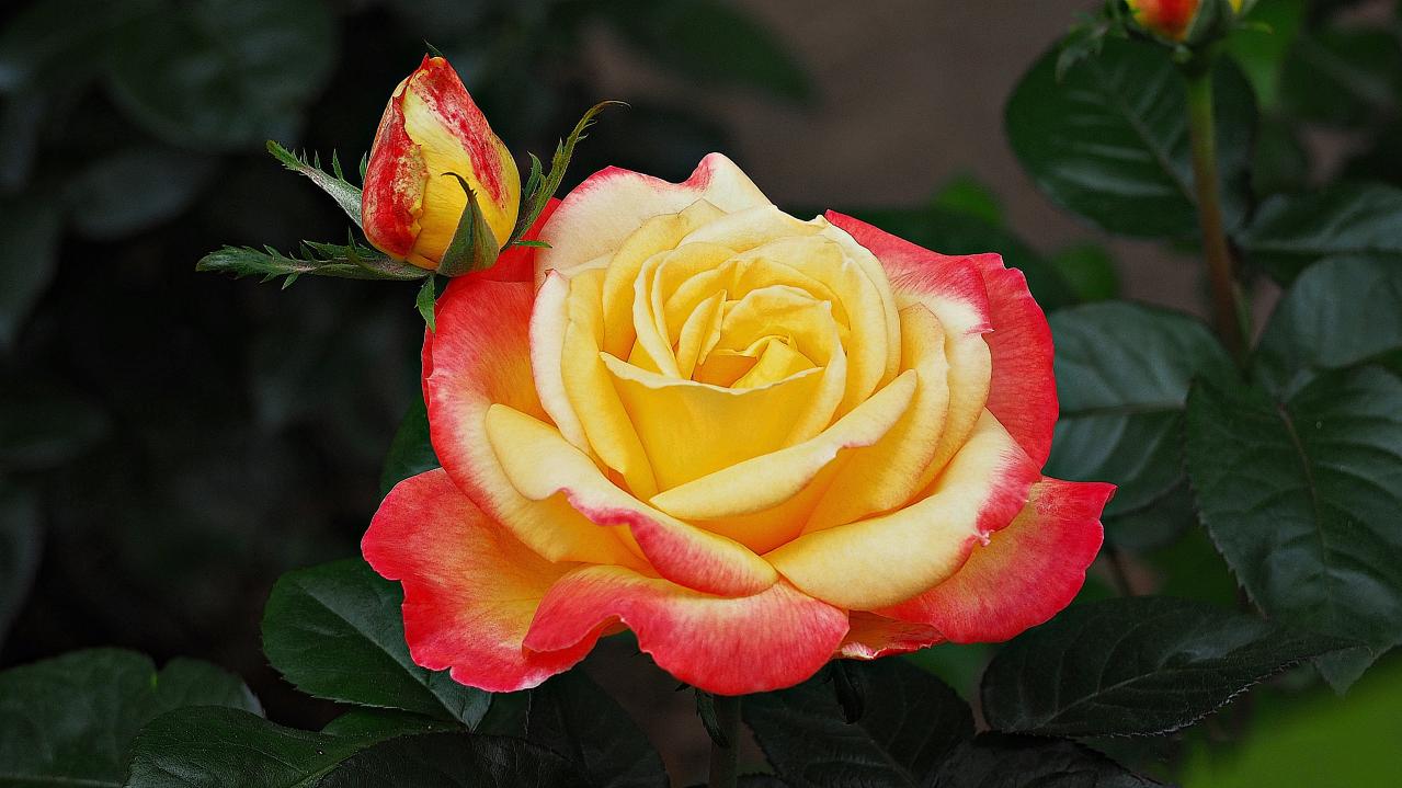 初心者でも育てやすい！秋に香る花と木【8選】キンモクセイなど、庭とベランダで楽しめる植物（画像2）