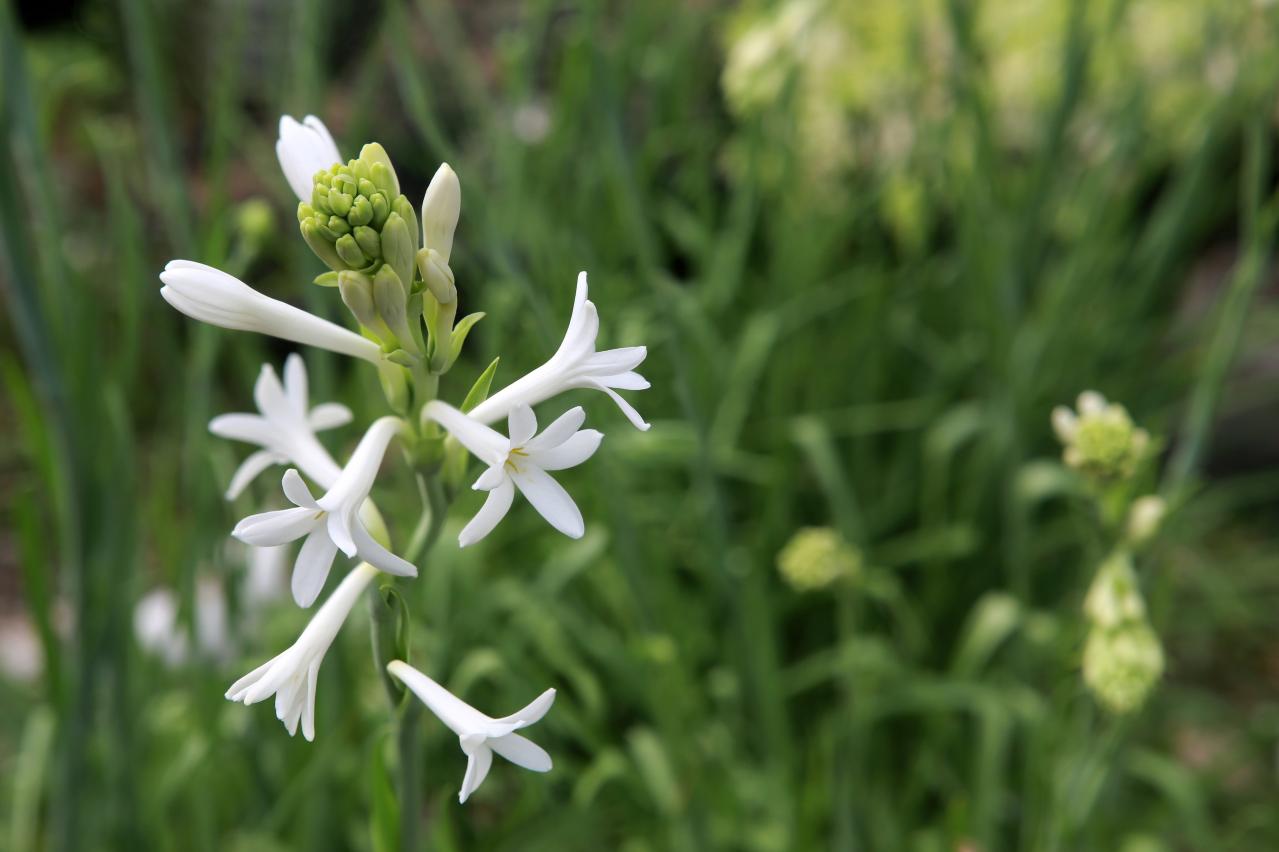 初心者でも育てやすい！秋に香る花と木【8選】キンモクセイなど、庭とベランダで楽しめる植物（画像9）
