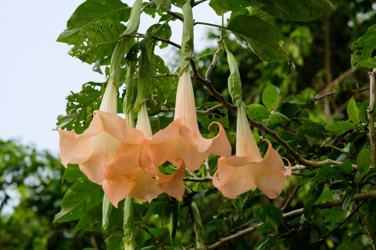 初心者でも育てやすい！秋に香る花と木【8選】キンモクセイなど、庭とベランダで楽しめる植物（画像8）