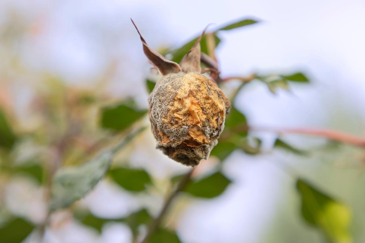 秋バラ前に要注意！長雨で蕾が開かない原因と、鉢植え・地植え別の対策（画像6）