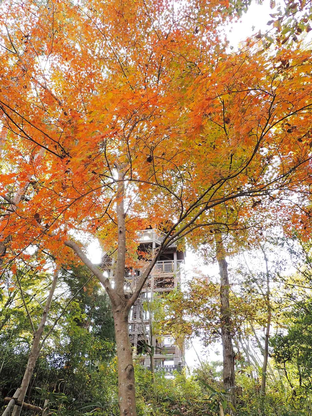 栃木県立自然公園 益子の森