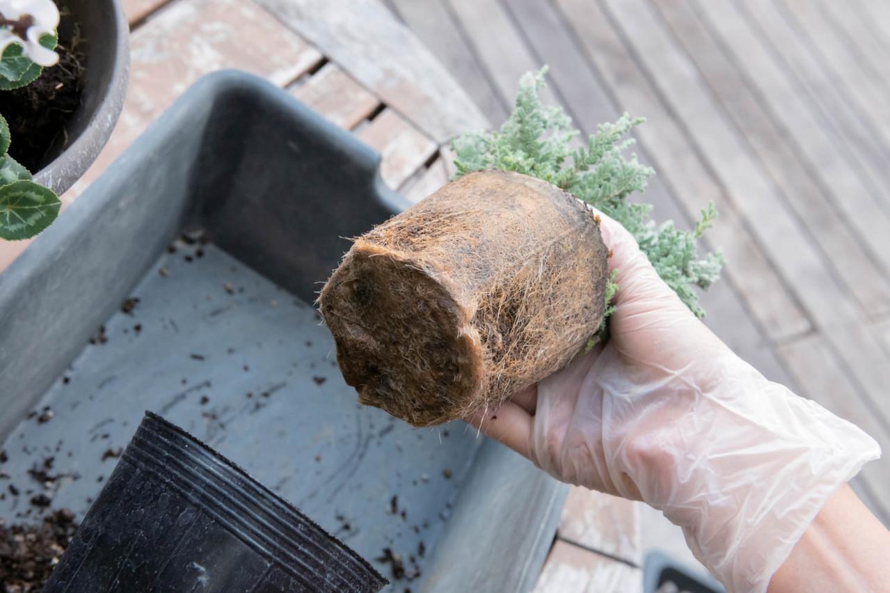 白・黒・シルバーで上品に決まる【秋のモノトーン寄せ植え】高低差と質感で立体的に（画像19）