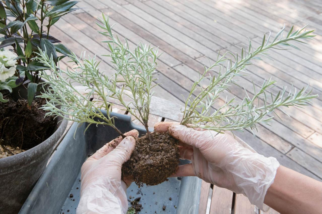 白・黒・シルバーで上品に決まる【秋のモノトーン寄せ植え】高低差と質感で立体的に（画像14）