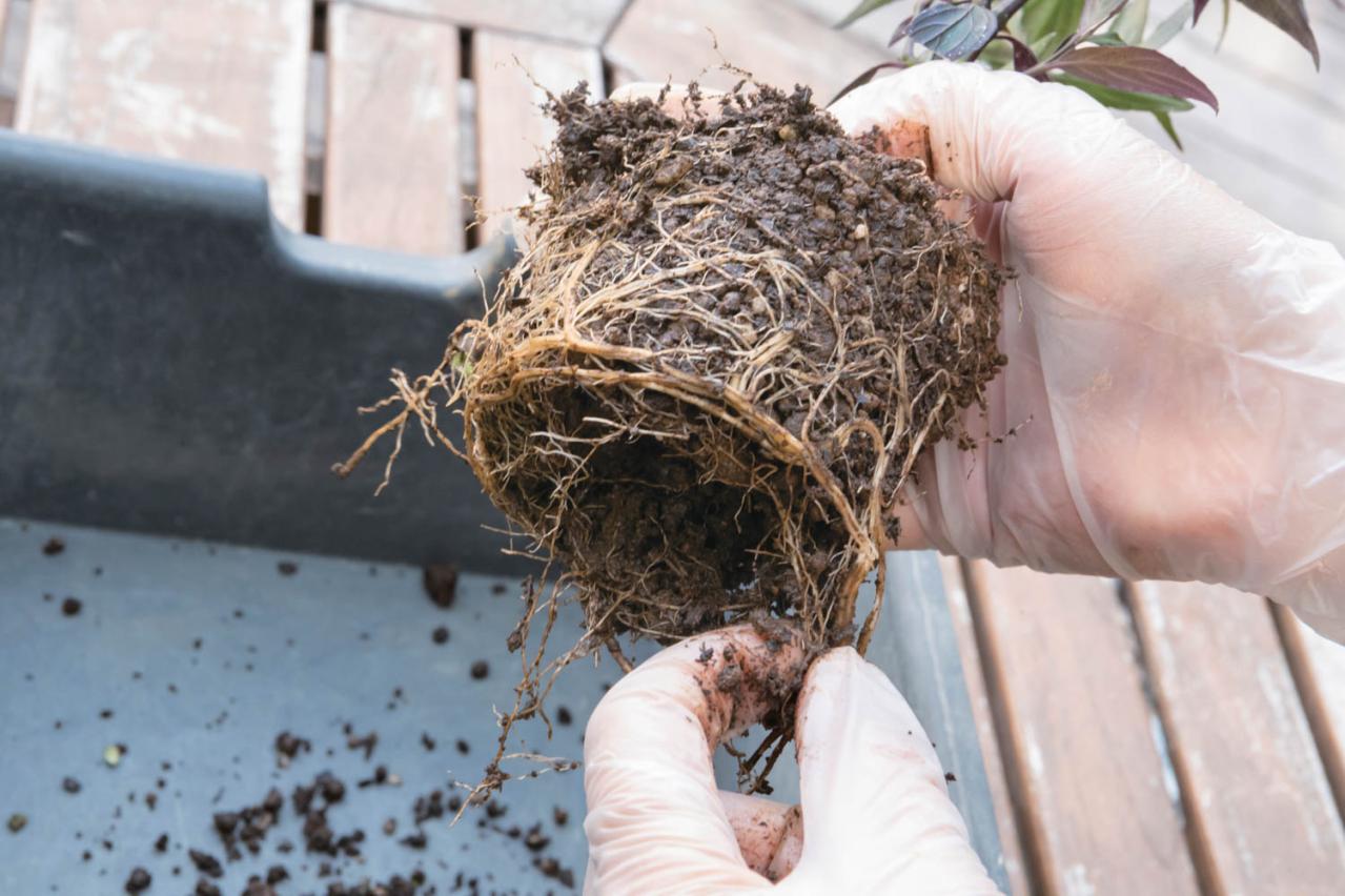 白・黒・シルバーで上品に決まる【秋のモノトーン寄せ植え】高低差と質感で立体的に（画像13）