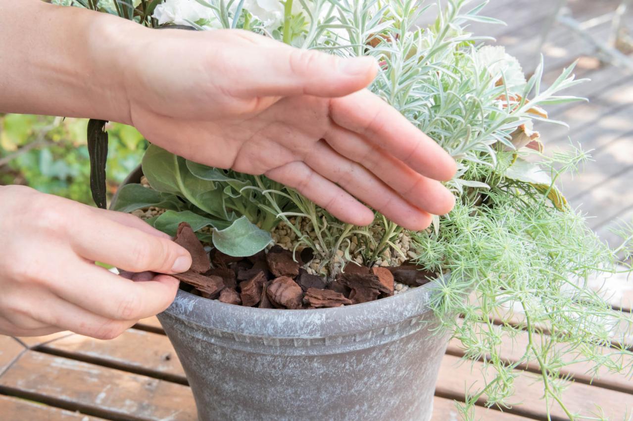 白・黒・シルバーで上品に決まる【秋のモノトーン寄せ植え】高低差と質感で立体的に（画像26）