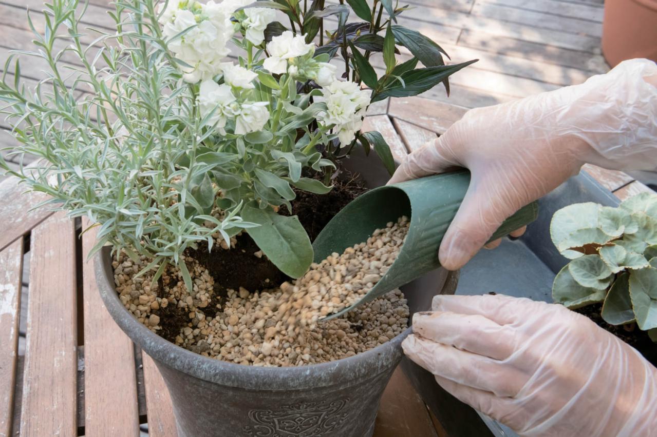 白・黒・シルバーで上品に決まる【秋のモノトーン寄せ植え】高低差と質感で立体的に（画像15）