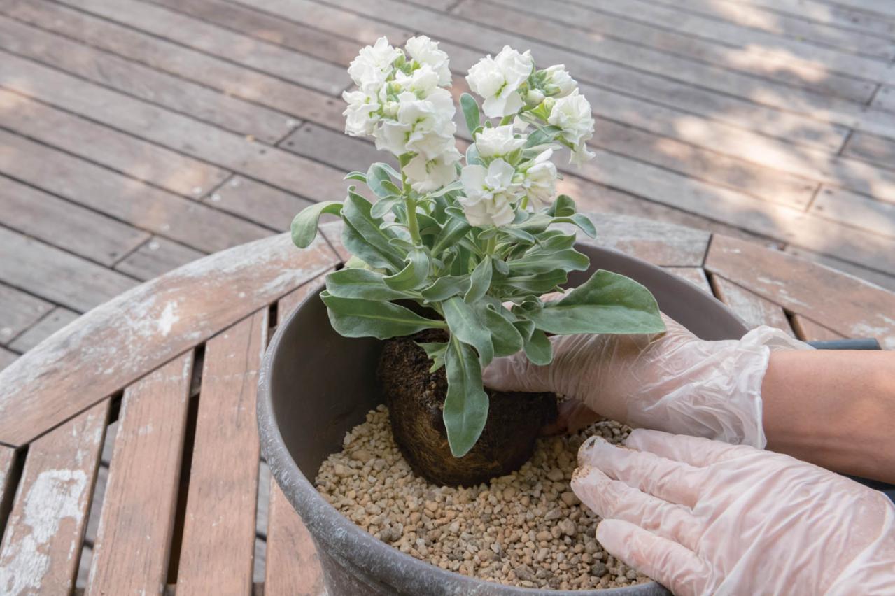 白・黒・シルバーで上品に決まる【秋のモノトーン寄せ植え】高低差と質感で立体的に（画像11）