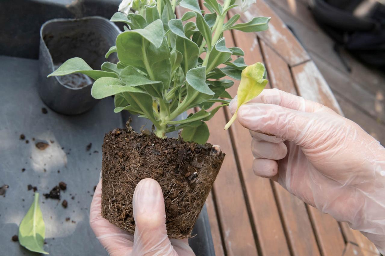 白・黒・シルバーで上品に決まる【秋のモノトーン寄せ植え】高低差と質感で立体的に（画像9）