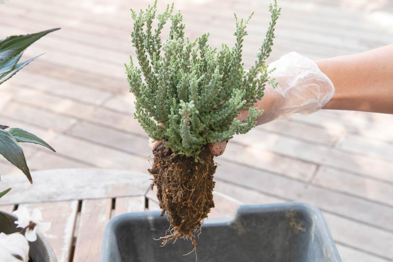 白・黒・シルバーで上品に決まる【秋のモノトーン寄せ植え】高低差と質感で立体的に（画像21）