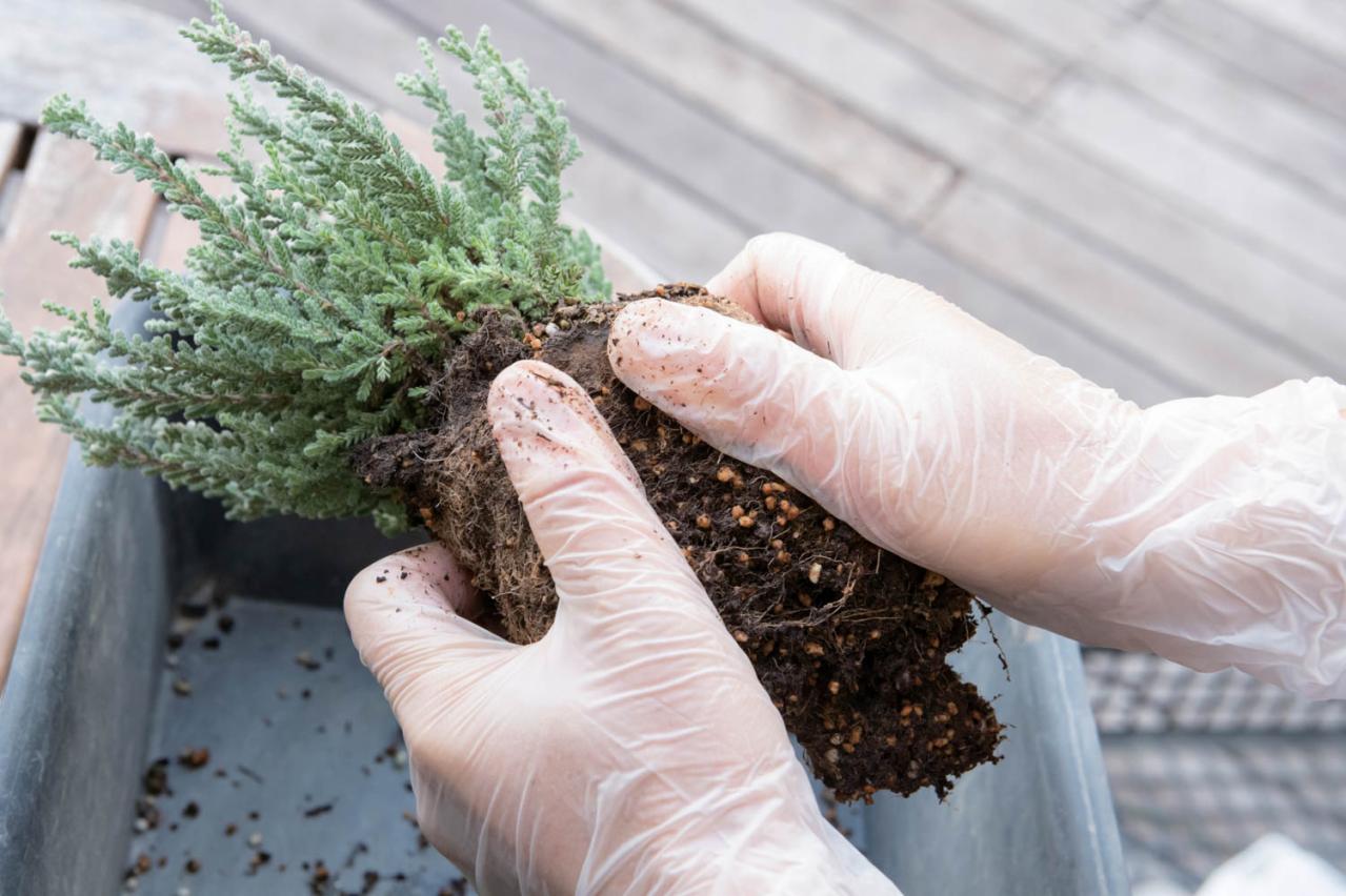白・黒・シルバーで上品に決まる【秋のモノトーン寄せ植え】高低差と質感で立体的に（画像20）