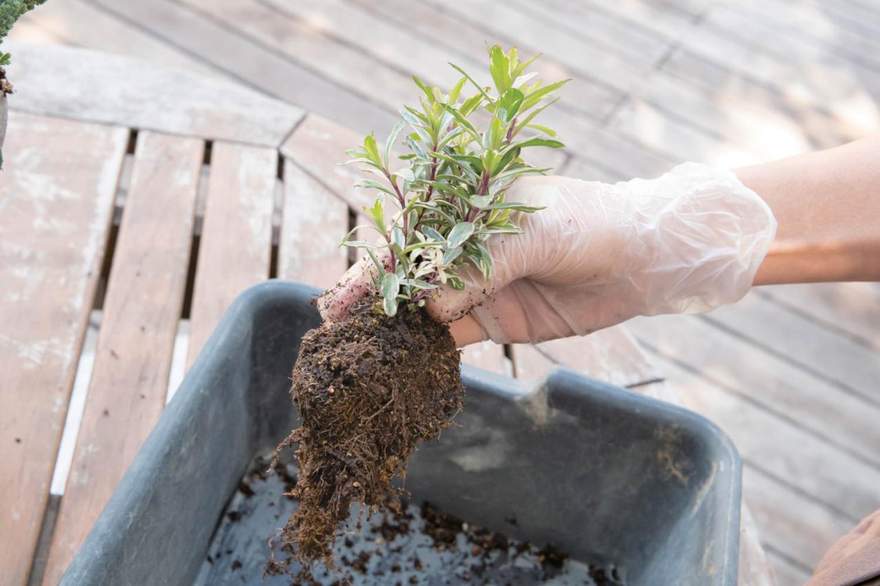 白・黒・シルバーで上品に決まる【秋のモノトーン寄せ植え】高低差と質感で立体的に（画像22）