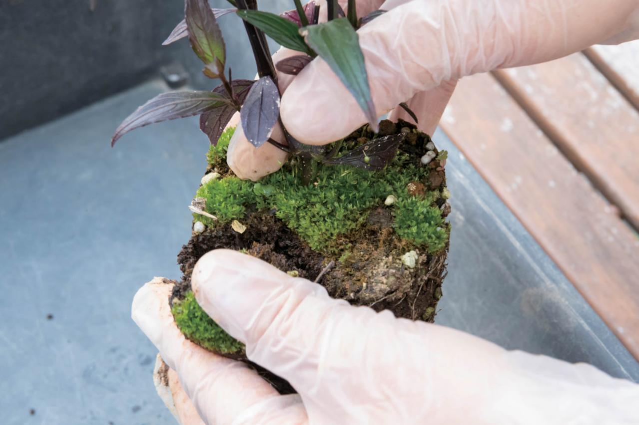 白・黒・シルバーで上品に決まる【秋のモノトーン寄せ植え】高低差と質感で立体的に（画像12）