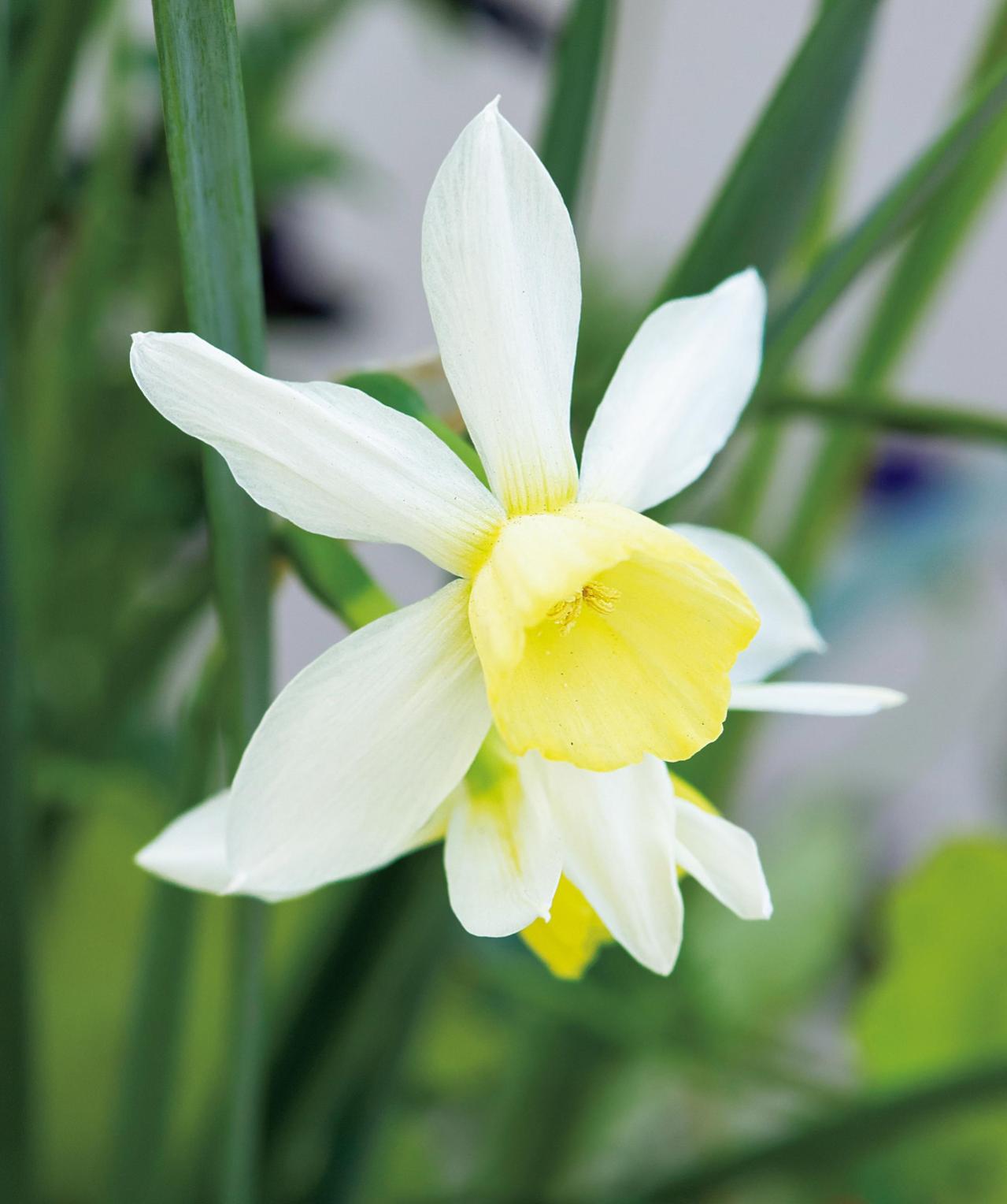 雑木の庭の木陰に強い植物は？作庭家・平井孝幸さんがすすめる【宿根草・球根10選】（画像12）