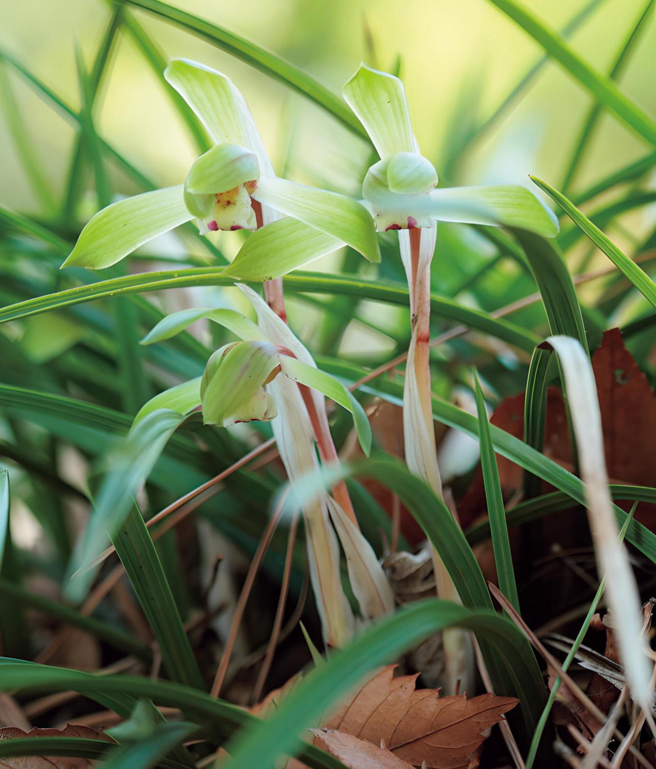 雑木の庭の木陰に強い植物は？作庭家・平井孝幸さんがすすめる【宿根草・球根10選】（画像3）