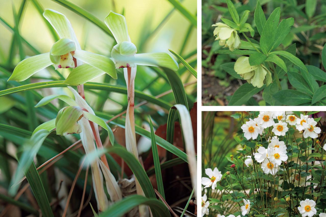 雑木の庭の木陰に強い植物は？作庭家・平井孝幸さんがすすめる【宿根草・球根10選】
