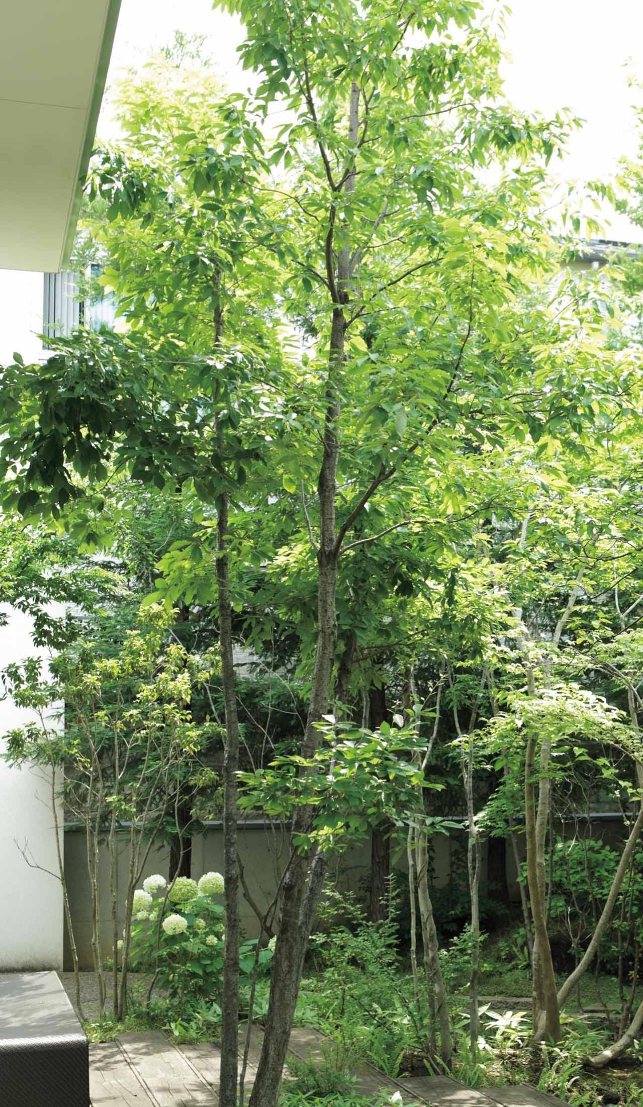 小さな庭でも映える！ おすすめの雑木5選｜アオダモ、ナツハゼ、コナラ、ツリバナ、ジューンベリー（画像7）