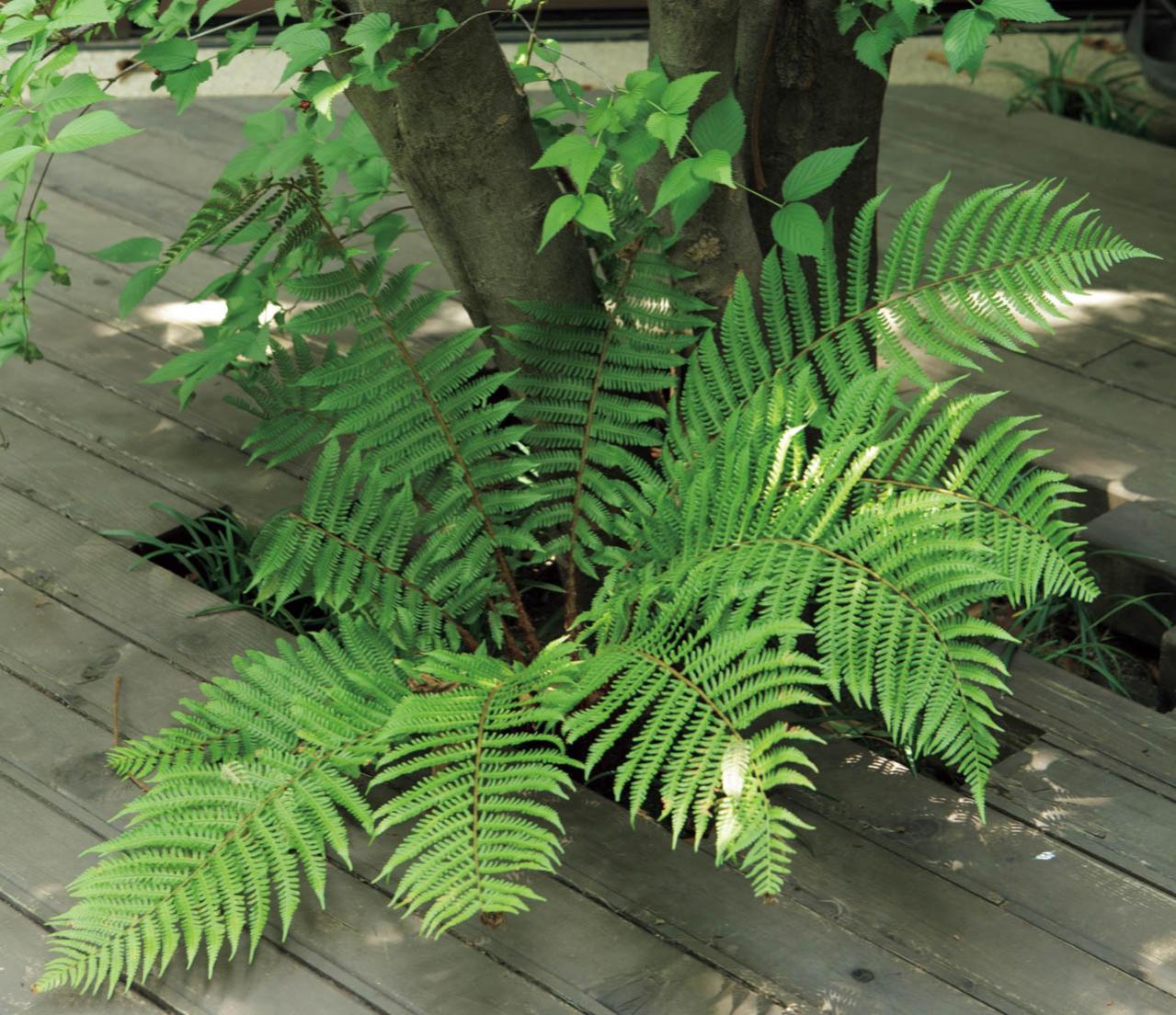 雑木の庭の木陰に強い植物は？作庭家・平井孝幸さんがすすめる【宿根草・球根10選】（画像5）