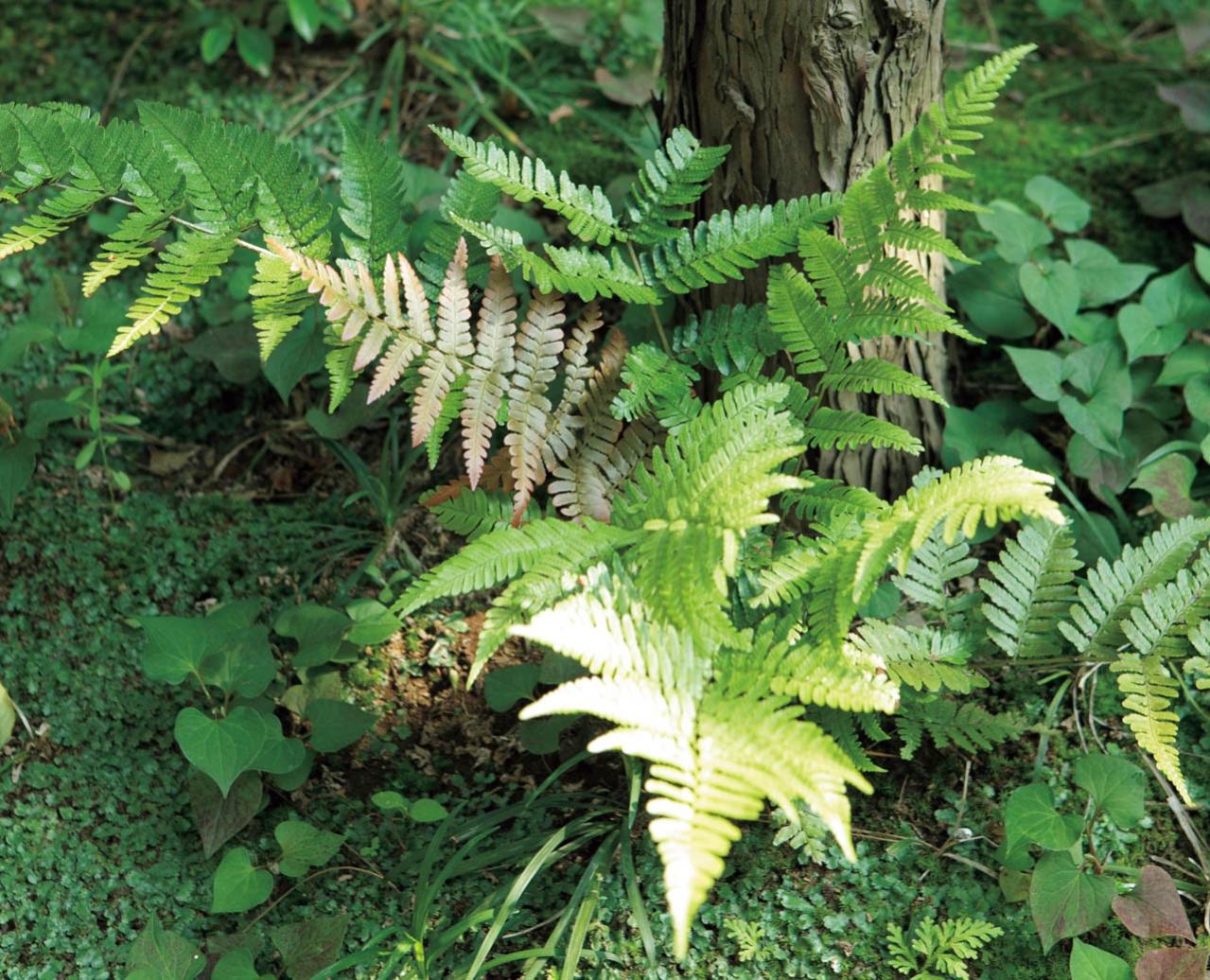 雑木の庭の木陰に強い植物は？作庭家・平井孝幸さんがすすめる【宿根草・球根10選】（画像7）