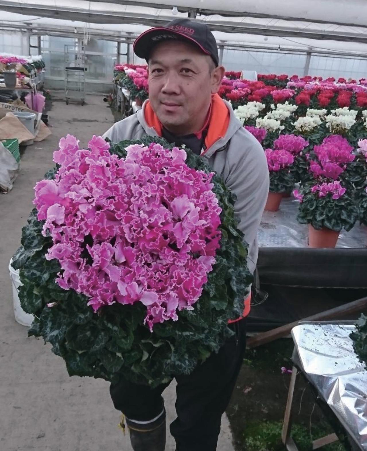 秋から楽しむ【シクラメン】生産者が1年かけて育てる工程と、注目のスゴ腕生産者を紹介！（画像13）