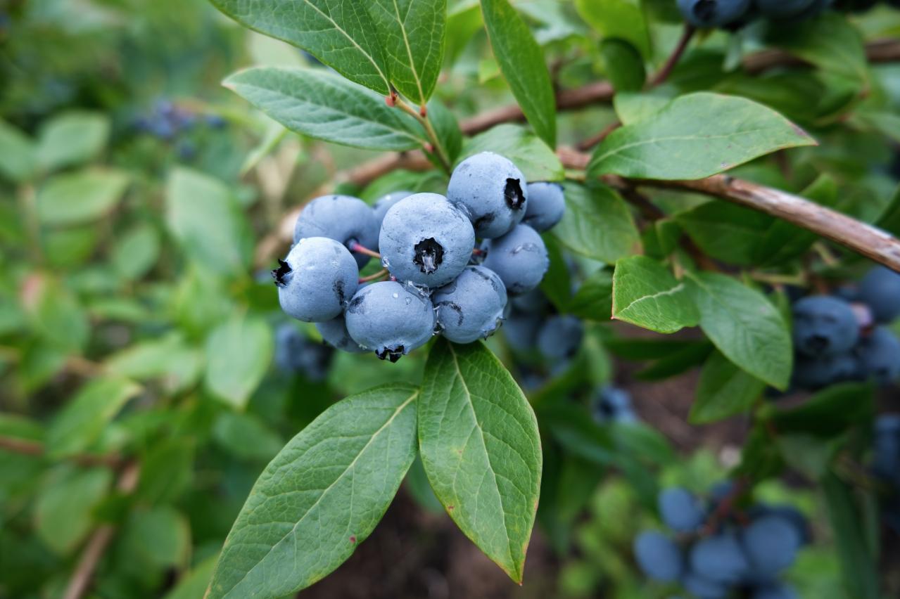 庭もベランダも秋色に！鉢植えで紅葉を楽しめる低木【8選】と育て方のコツ（画像17）
