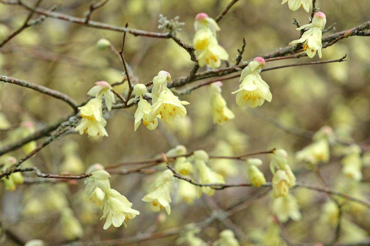 庭もベランダも秋色に！鉢植えで紅葉を楽しめる低木【8選】と育て方のコツ（画像14）