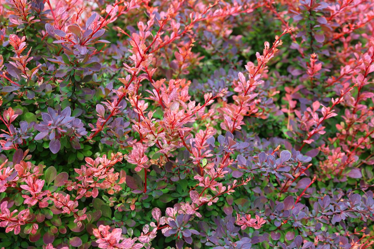 庭もベランダも秋色に！鉢植えで紅葉を楽しめる低木【8選】と育て方のコツ（画像11）