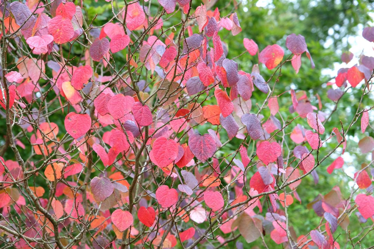 庭もベランダも秋色に！鉢植えで紅葉を楽しめる低木【8選】と育て方のコツ（画像9）