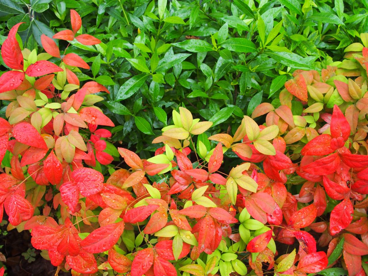 庭もベランダも秋色に！鉢植えで紅葉を楽しめる低木【8選】と育て方のコツ（画像13）