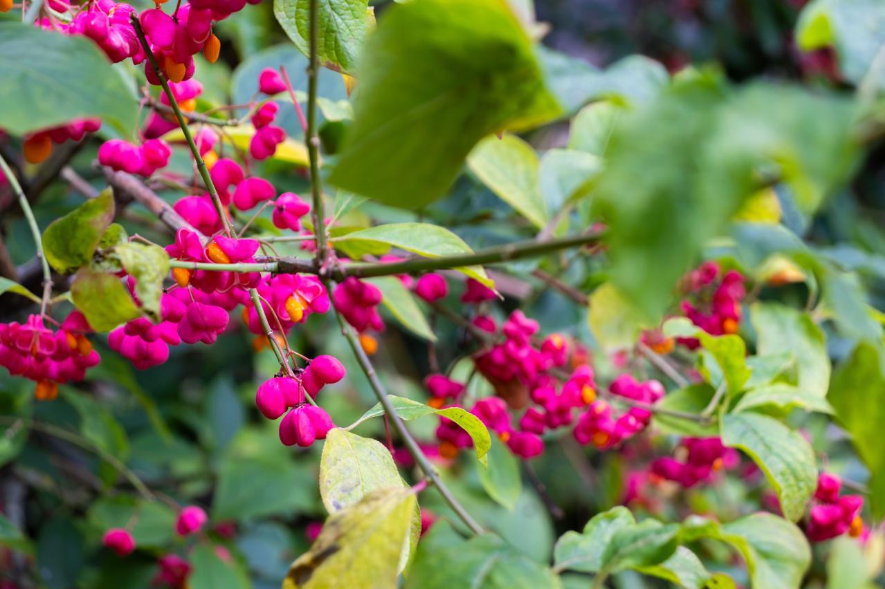庭もベランダも秋色に！鉢植えで紅葉を楽しめる低木【8選】と育て方のコツ（画像5）