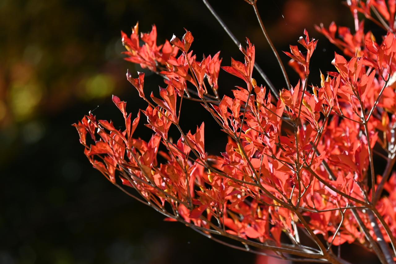 庭もベランダも秋色に！鉢植えで紅葉を楽しめる低木【8選】と育て方のコツ（画像2）