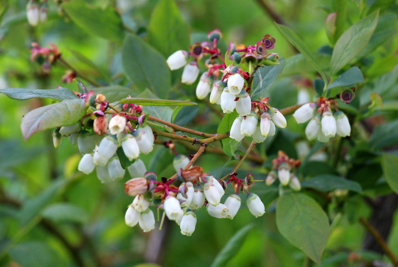 庭もベランダも秋色に！鉢植えで紅葉を楽しめる低木【8選】と育て方のコツ（画像18）