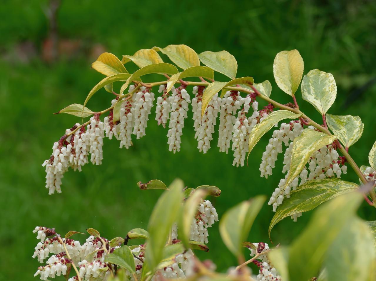 庭もベランダも秋色に！鉢植えで紅葉を楽しめる低木【8選】と育て方のコツ（画像7）