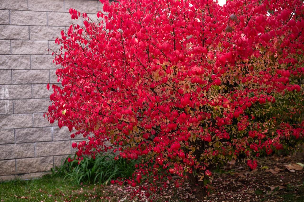 庭もベランダも秋色に！鉢植えで紅葉を楽しめる低木【8選】と育て方のコツ