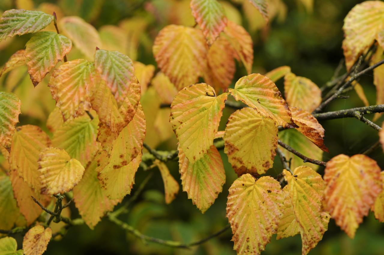 庭もベランダも秋色に！鉢植えで紅葉を楽しめる低木【8選】と育て方のコツ（画像15）