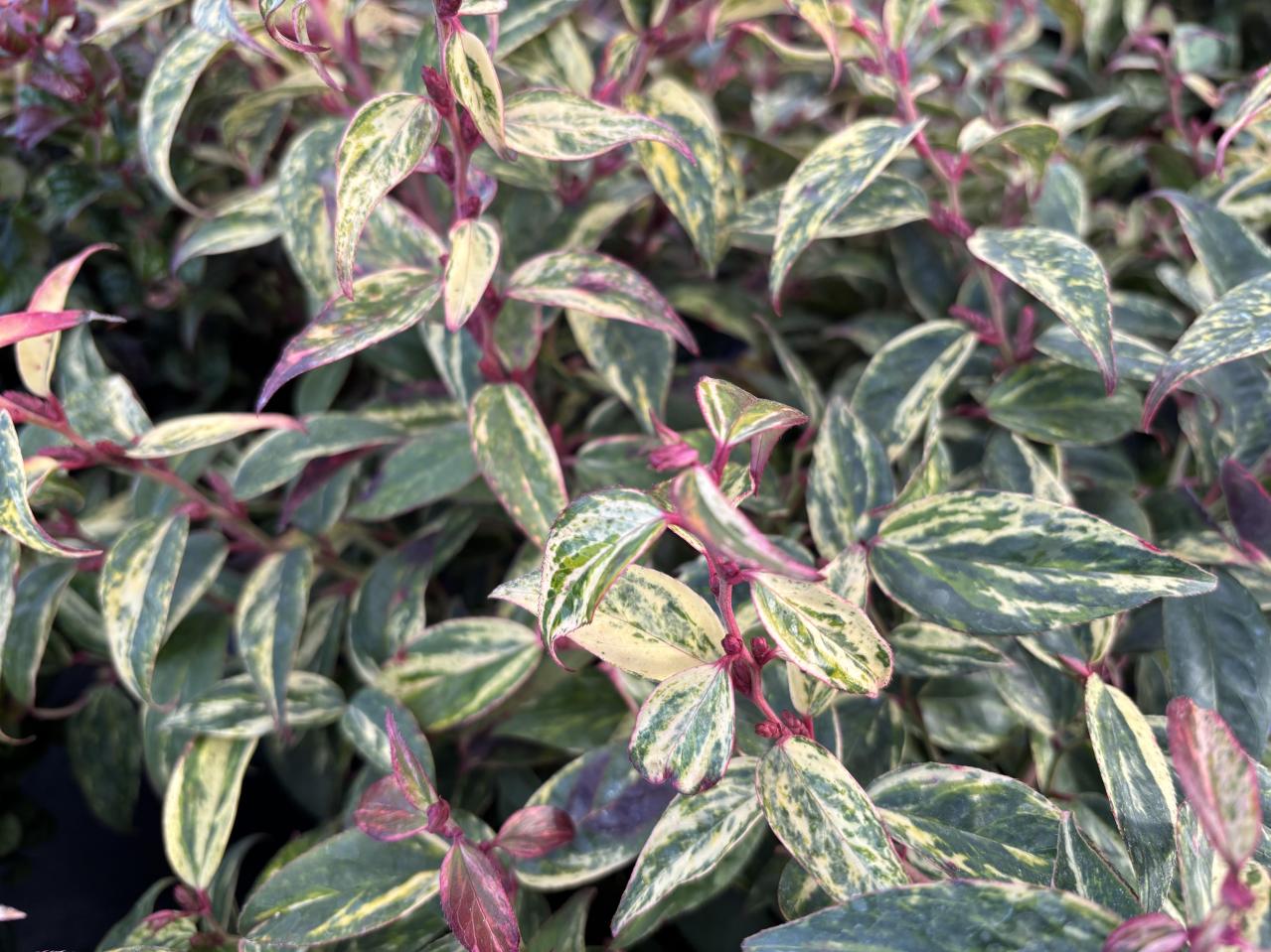 庭もベランダも秋色に！鉢植えで紅葉を楽しめる低木【8選】と育て方のコツ（画像8）
