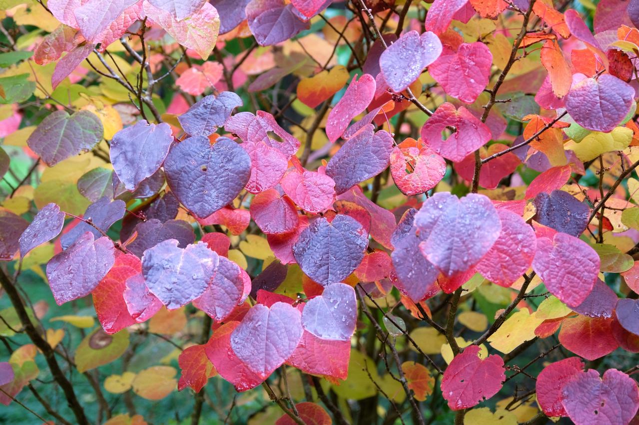 庭もベランダも秋色に！鉢植えで紅葉を楽しめる低木【8選】と育て方のコツ（画像19）